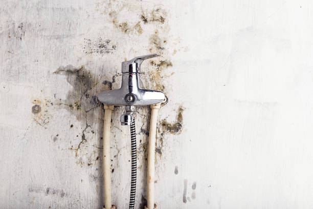 Best Mold Damage Repair  in Dupont, WA