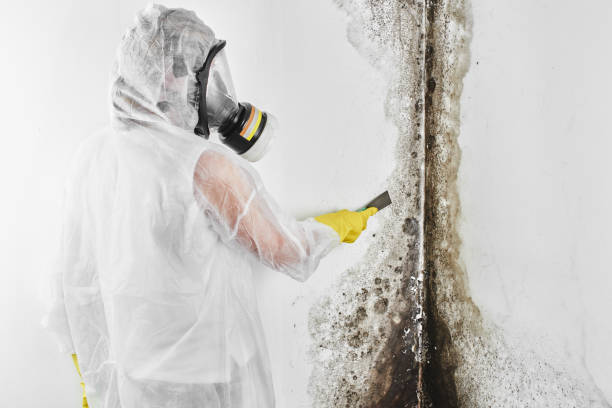 Best Office Mold Removal Services  in Dupont, WA