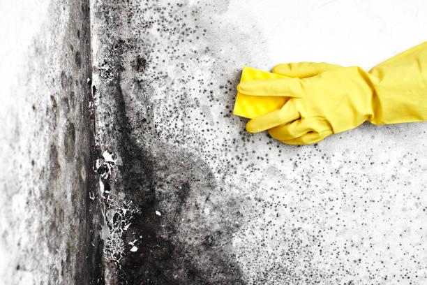 Best Fast Mold Removal  in Dupont, WA