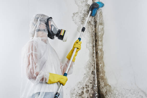 Certified Mold Removal in Dupont, WA