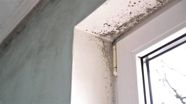 Best Residential Mold Removal  in Dupont, WA