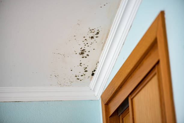Best Mold Remediation  in Dupont, WA
