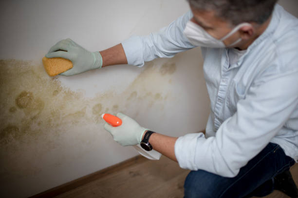 Best Same-Day Mold Removal  in Dupont, WA