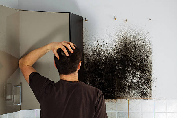 Best Certified Mold Removal  in Dupont, WA